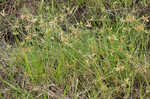 Epiphytic flatsedge